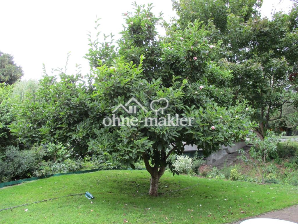 diese Magnolie steht links