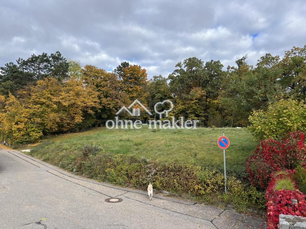 Frontalblick