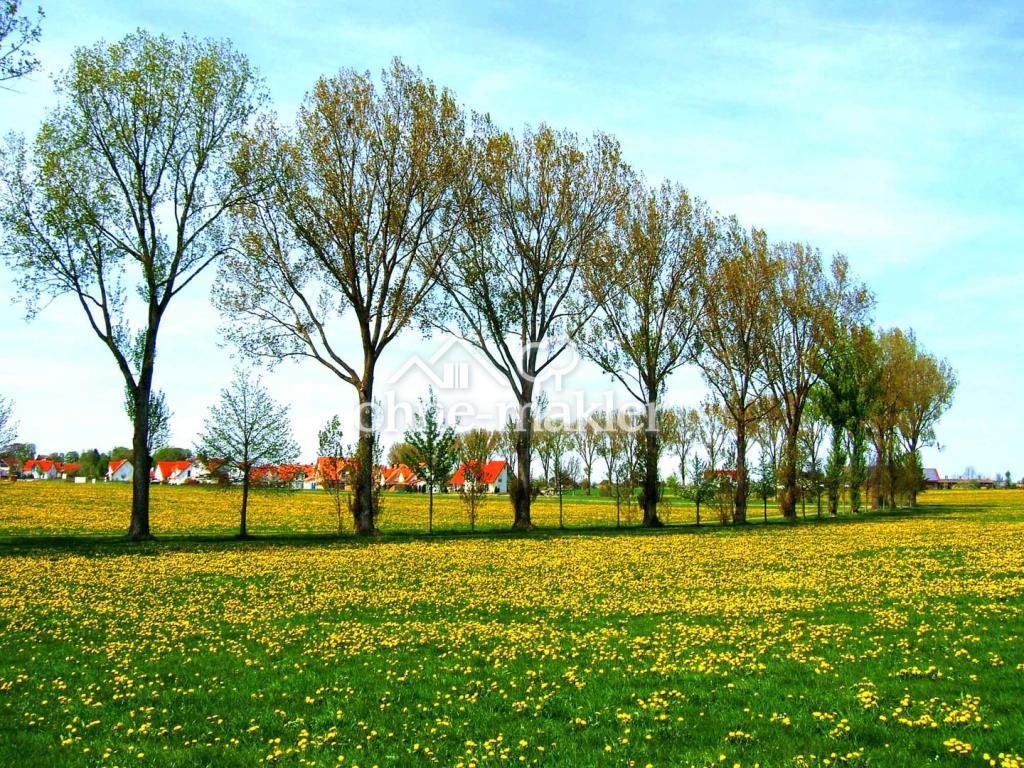 Buchloe im Frühling