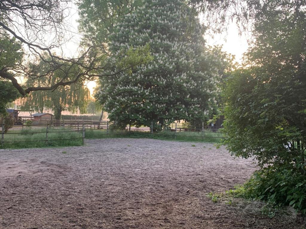 Hausstall Paddock