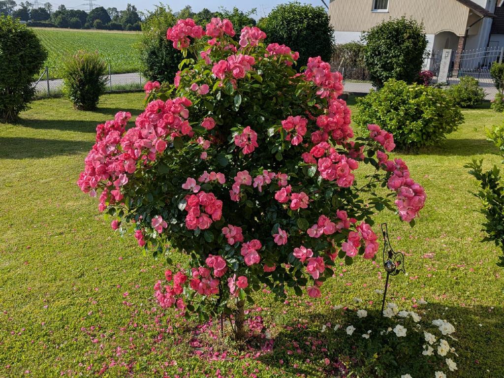 Sommerimpression