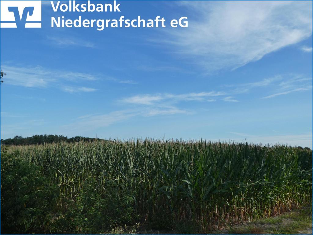 Landwirtschaftliche Fläche