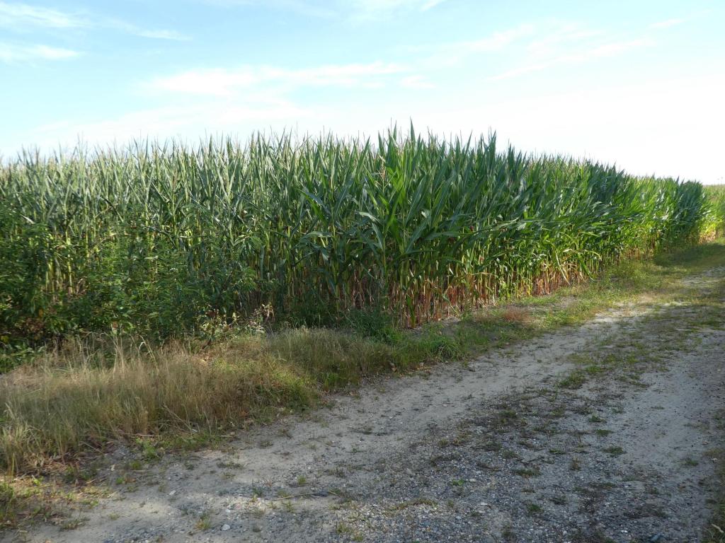 Landwirtschaftliche Fläche