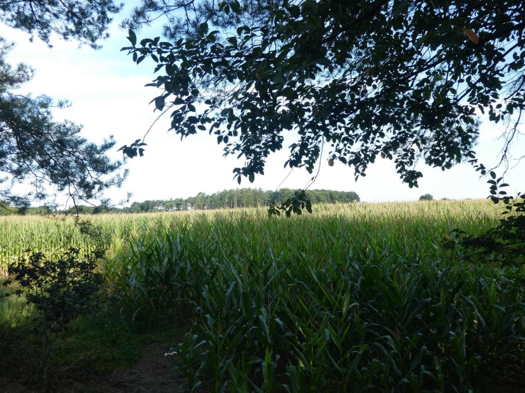 Landwirtschaftliche Fläche