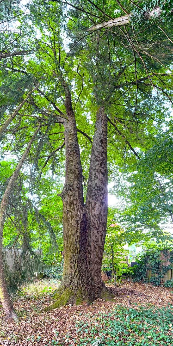 Baumbestand
