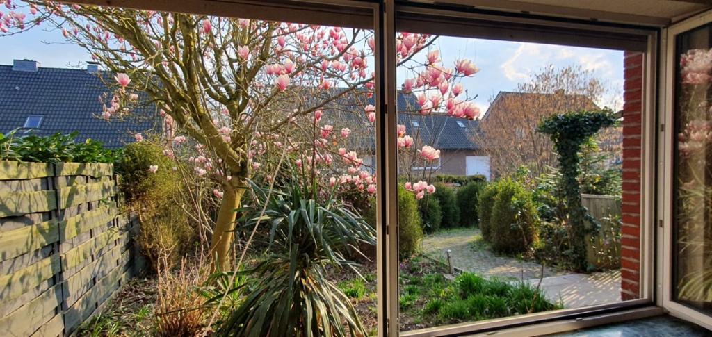 Aktueller Blick in den Vorgarten