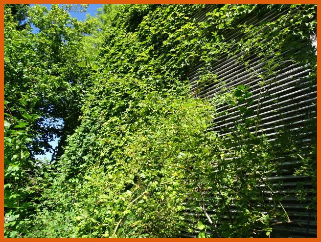 Ansicht Westen mit Naturbewuchs