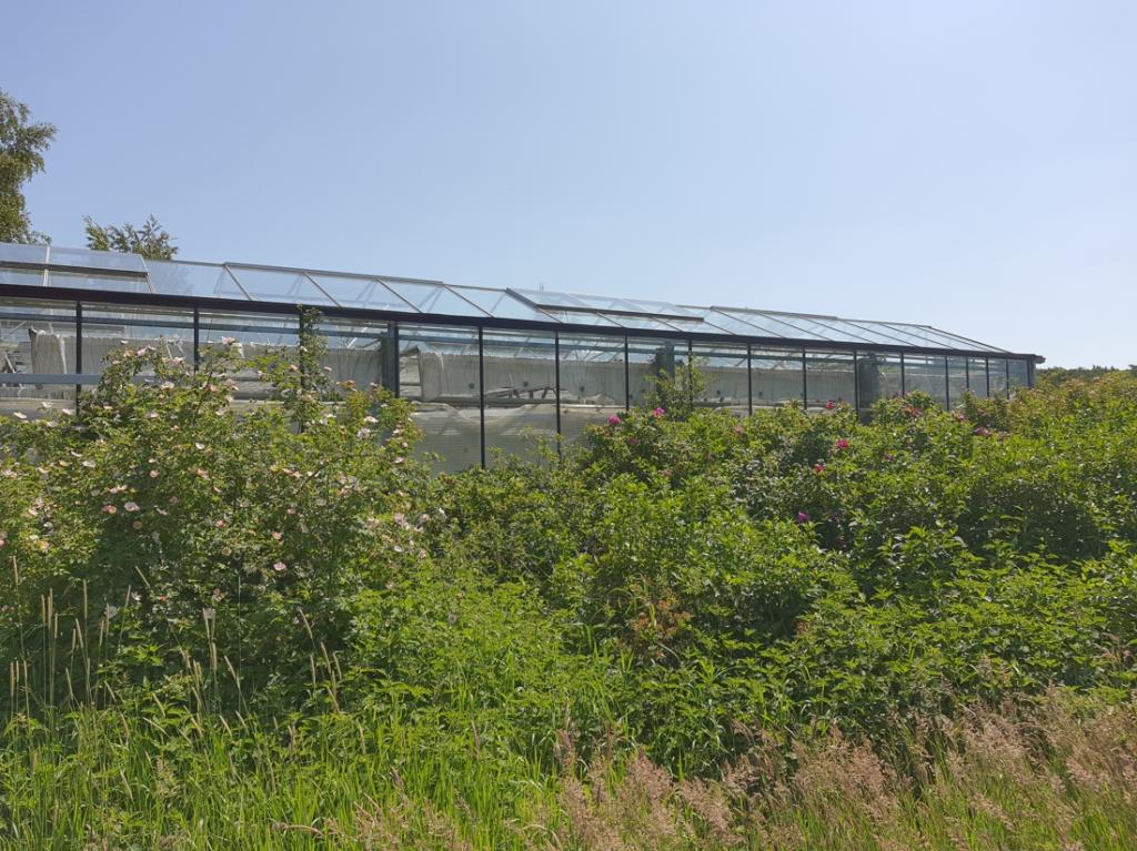 Gewächshaus