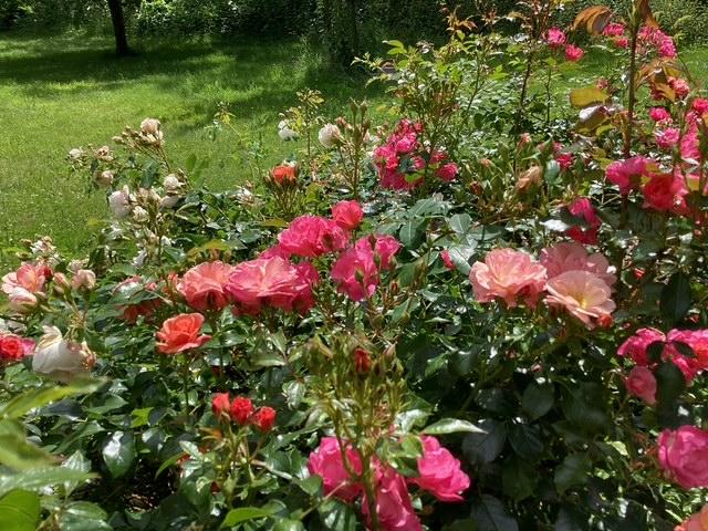 Rosenbeet