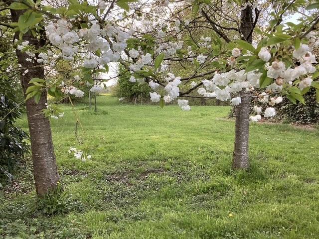 Obstgarten