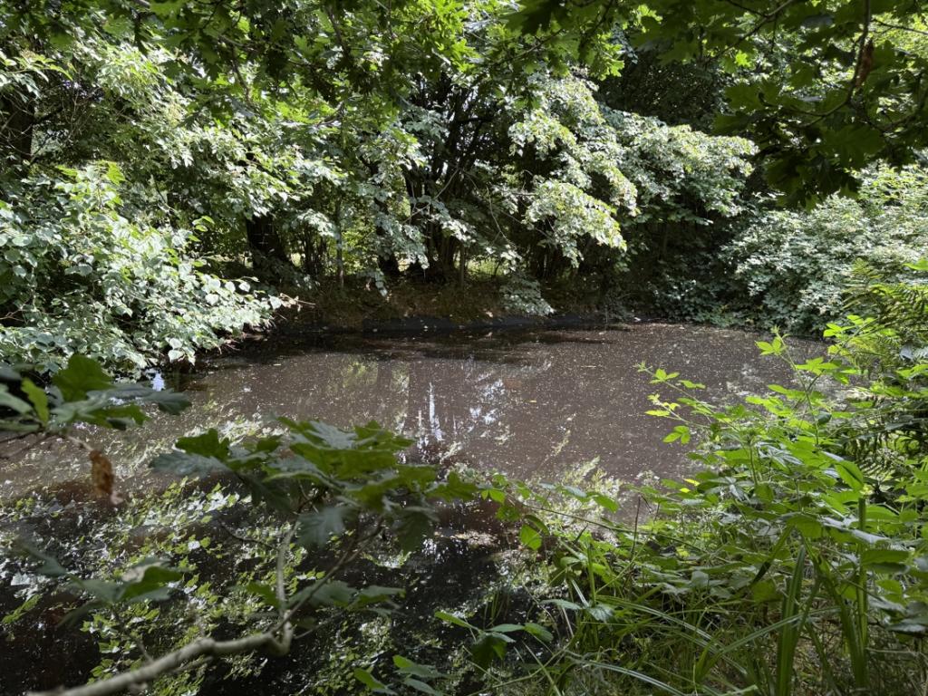 Teich
