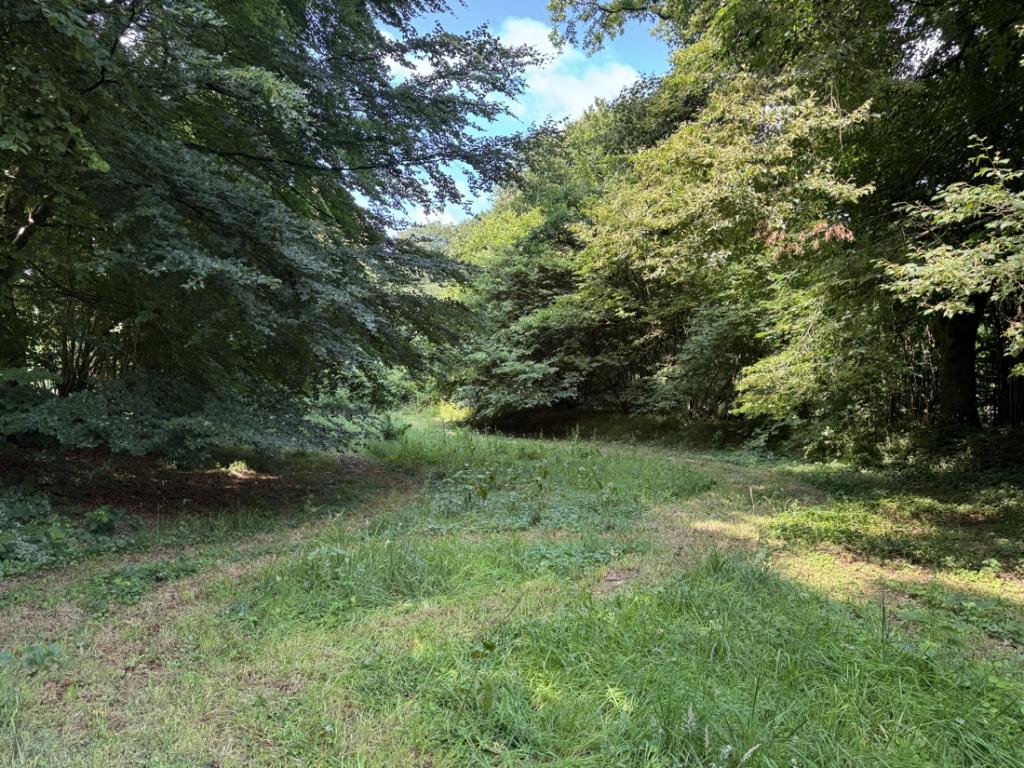 Garten/ Grundstück