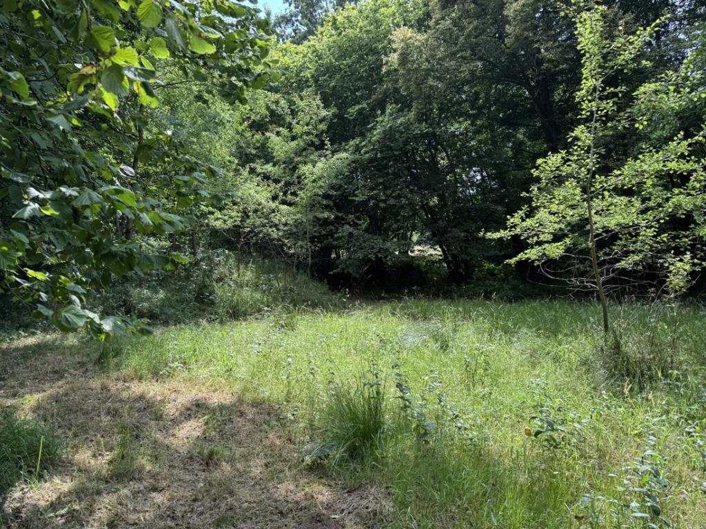 Garten/ Grundstück