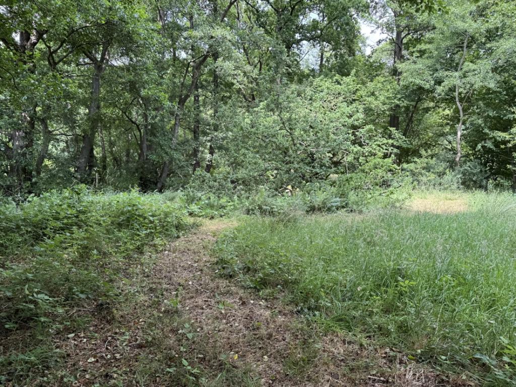 Garten/ Grundstück