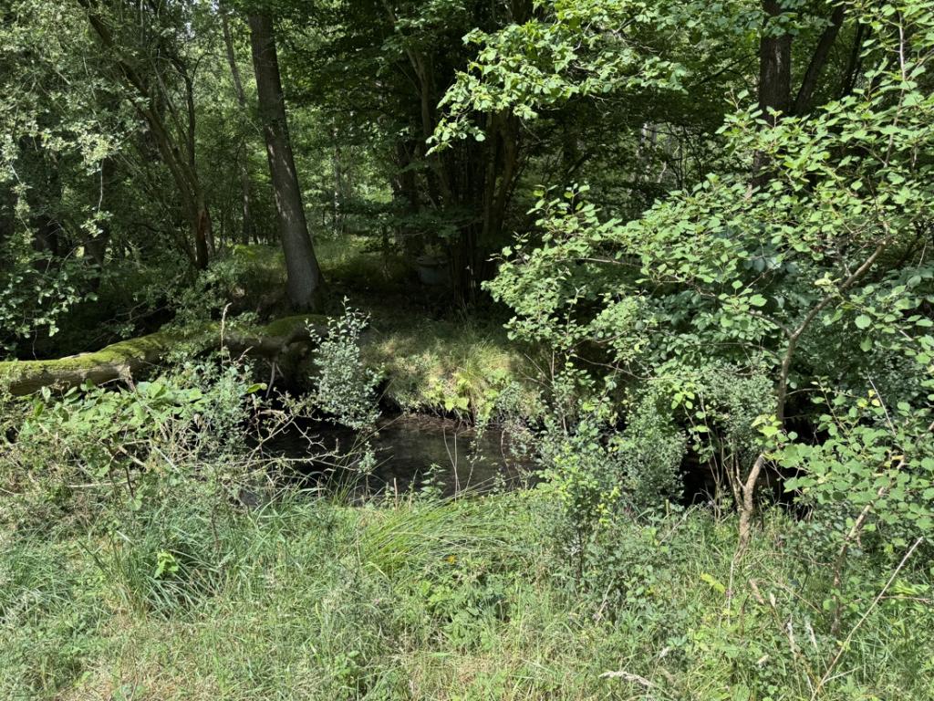 Garten/Grundstück