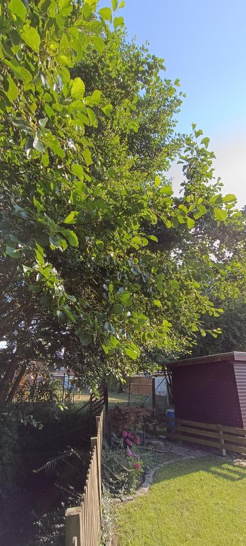 Garten hinten 4
