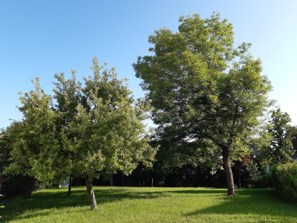 Gemeinschaftsgarten (1).jpeg