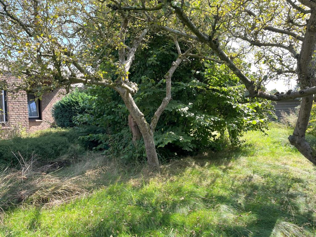 Garten.jpg