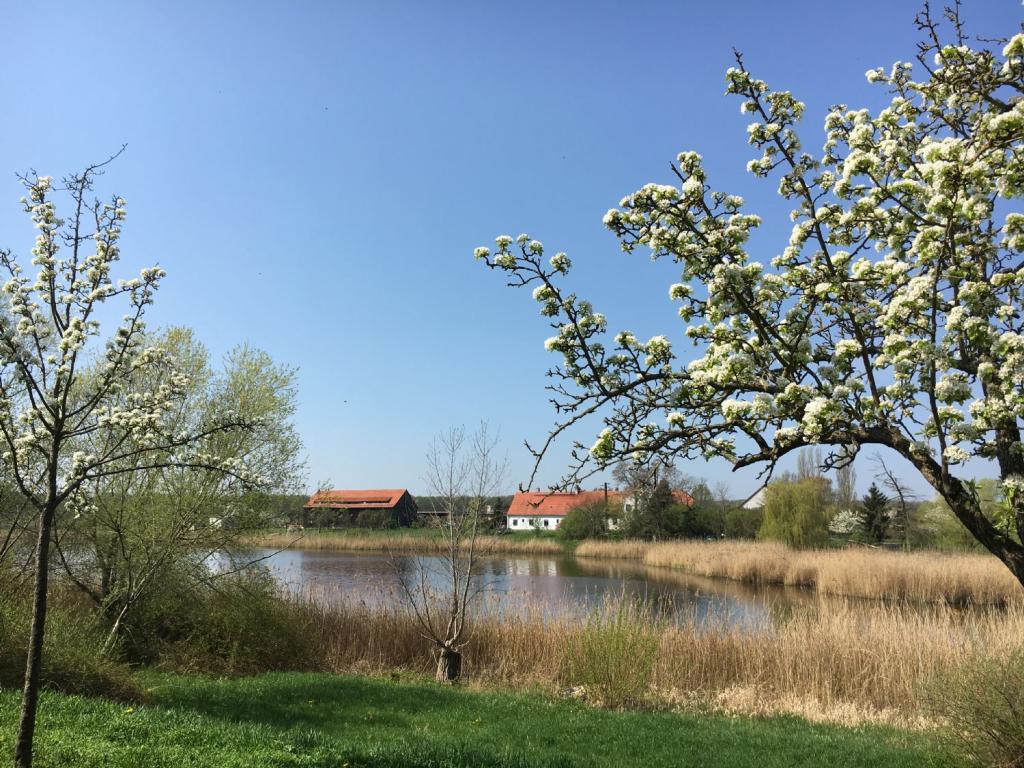 Maisonettwohnung 2,5 Zimmer Wohnung in ländlicher Randlage Magdeburg Ostelbien - Photo 2