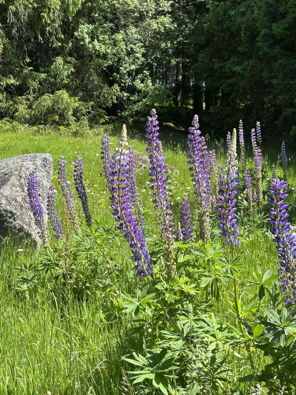 Gemeinschaftsgarten