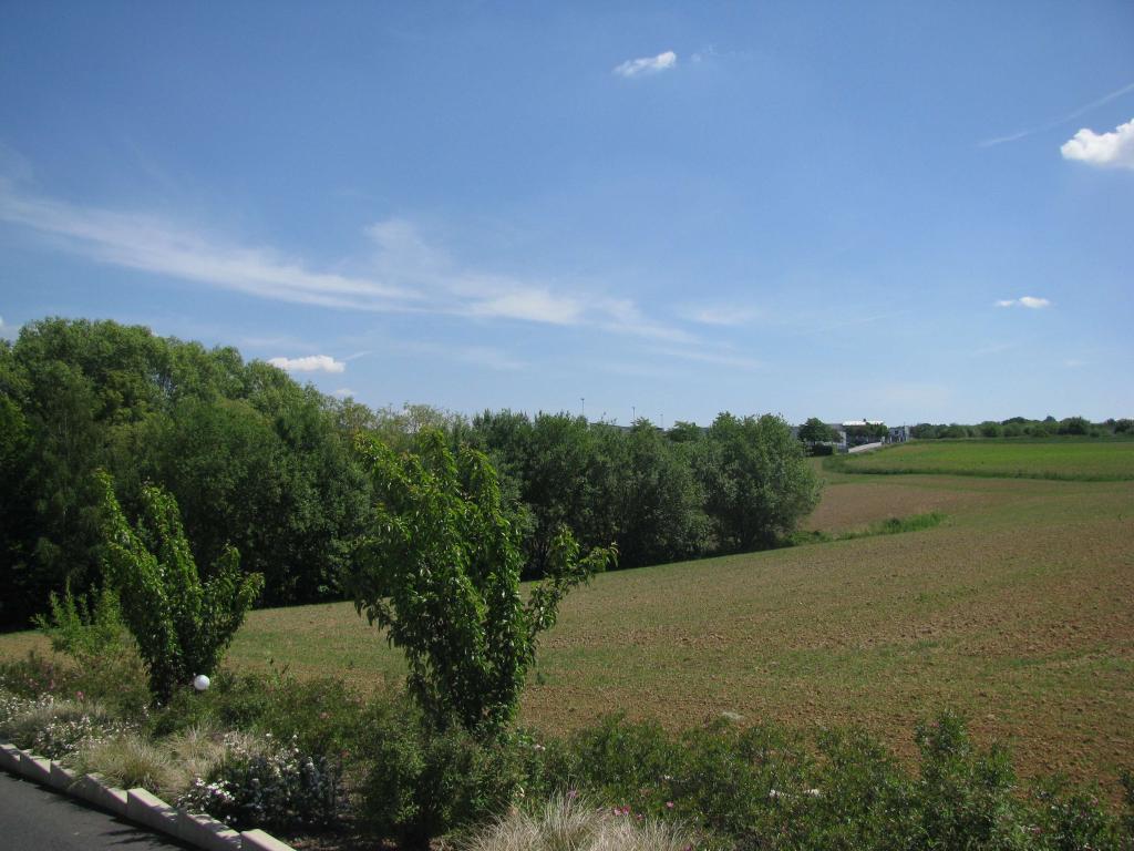 Waldgrenze