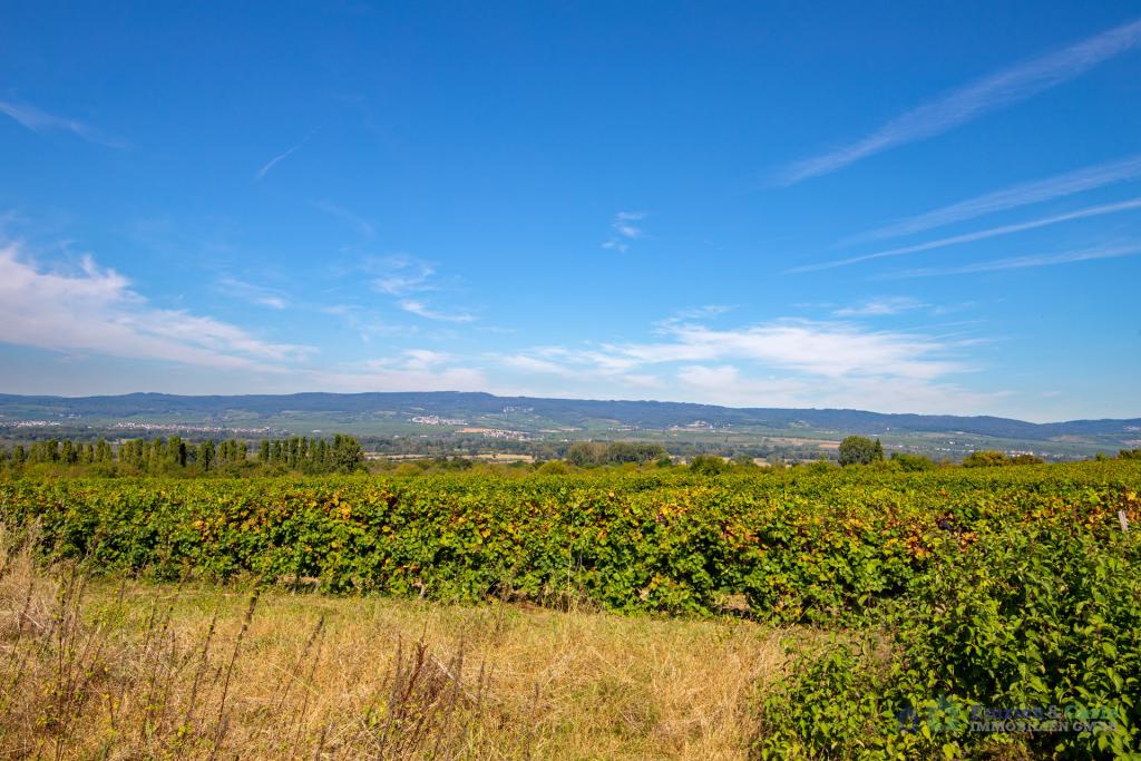 Umgebung Weinberge