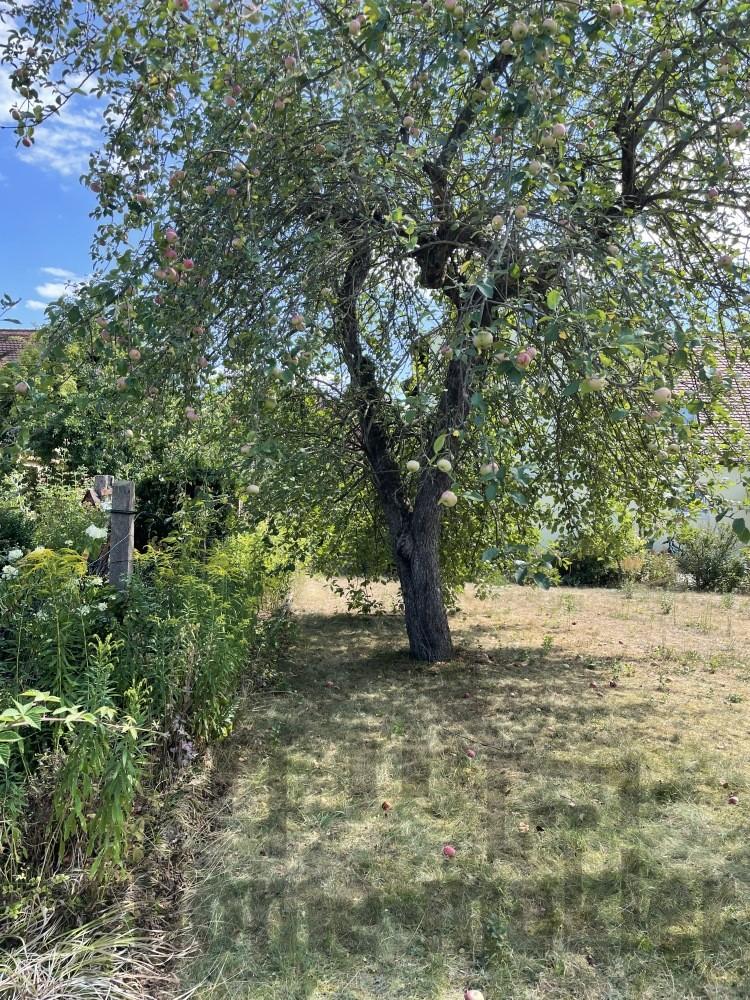 Baugrundstück Schwbach Penzen image017