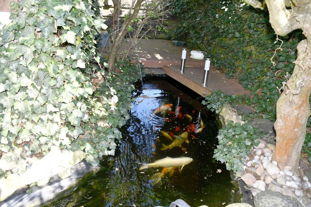 Koiteich