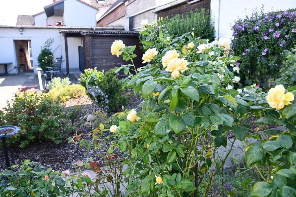 liebevoll angelegter Garten