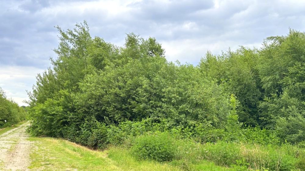 Zuwegung zu den Grünlandflächen