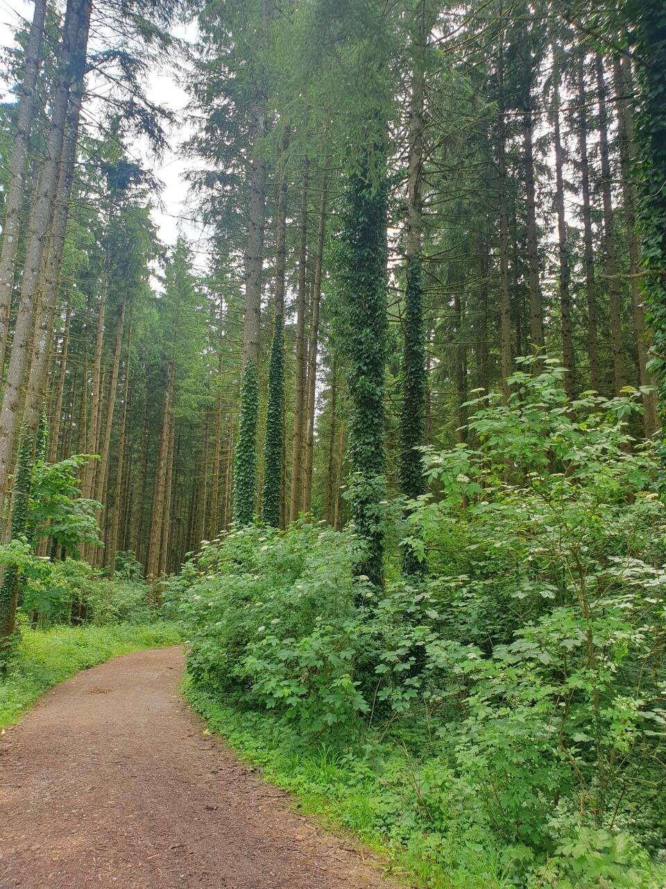 Waldweg/Bewuchs