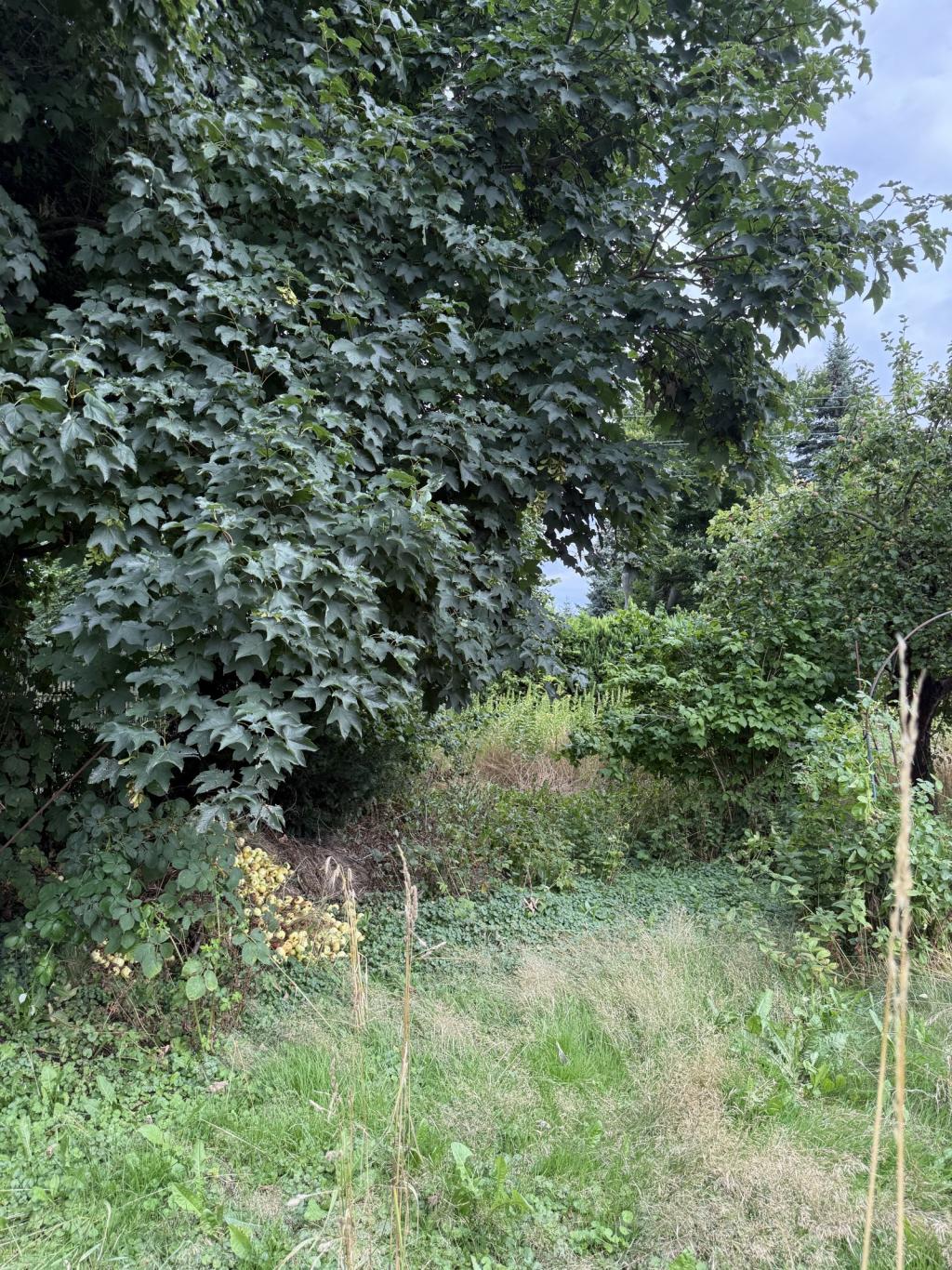 Wiederitzsch 