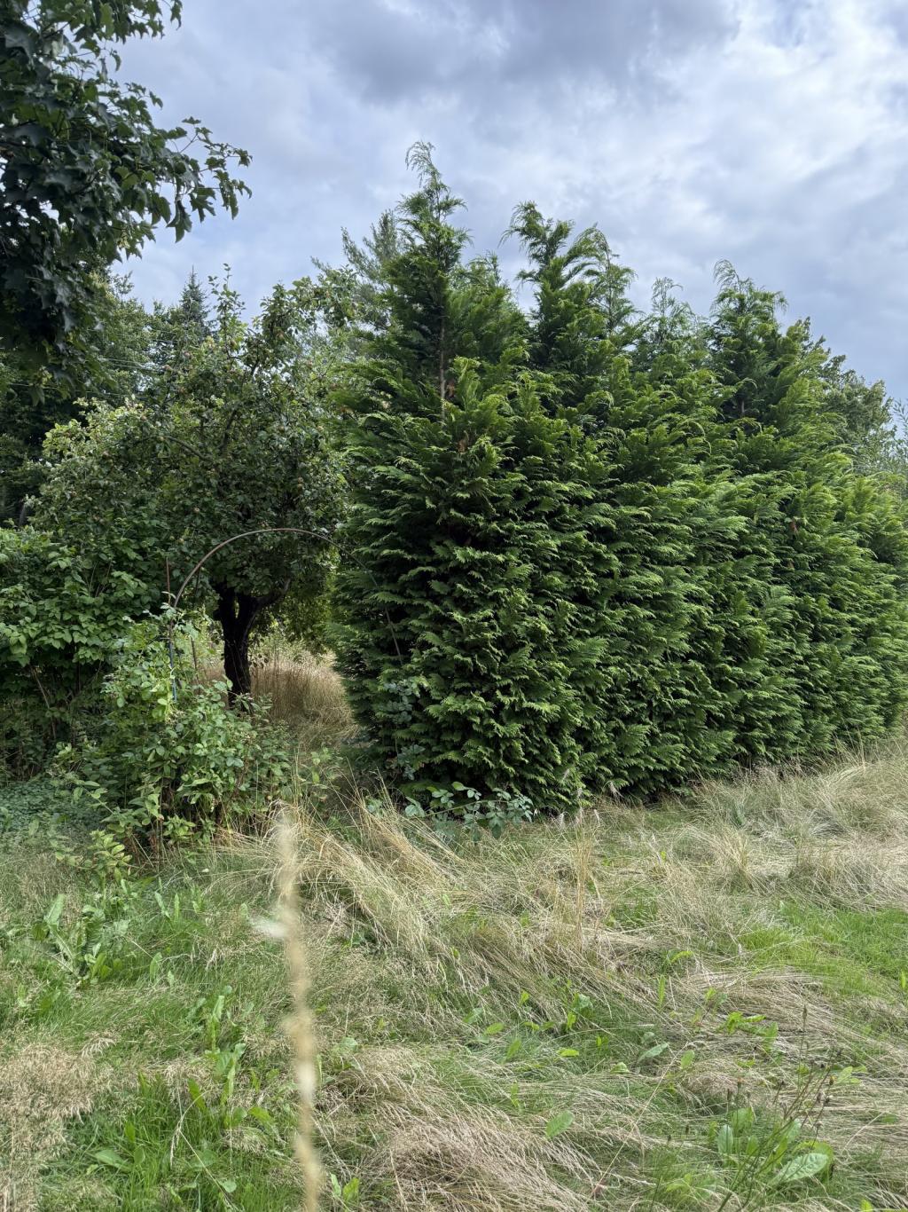 Wiederitzsch 