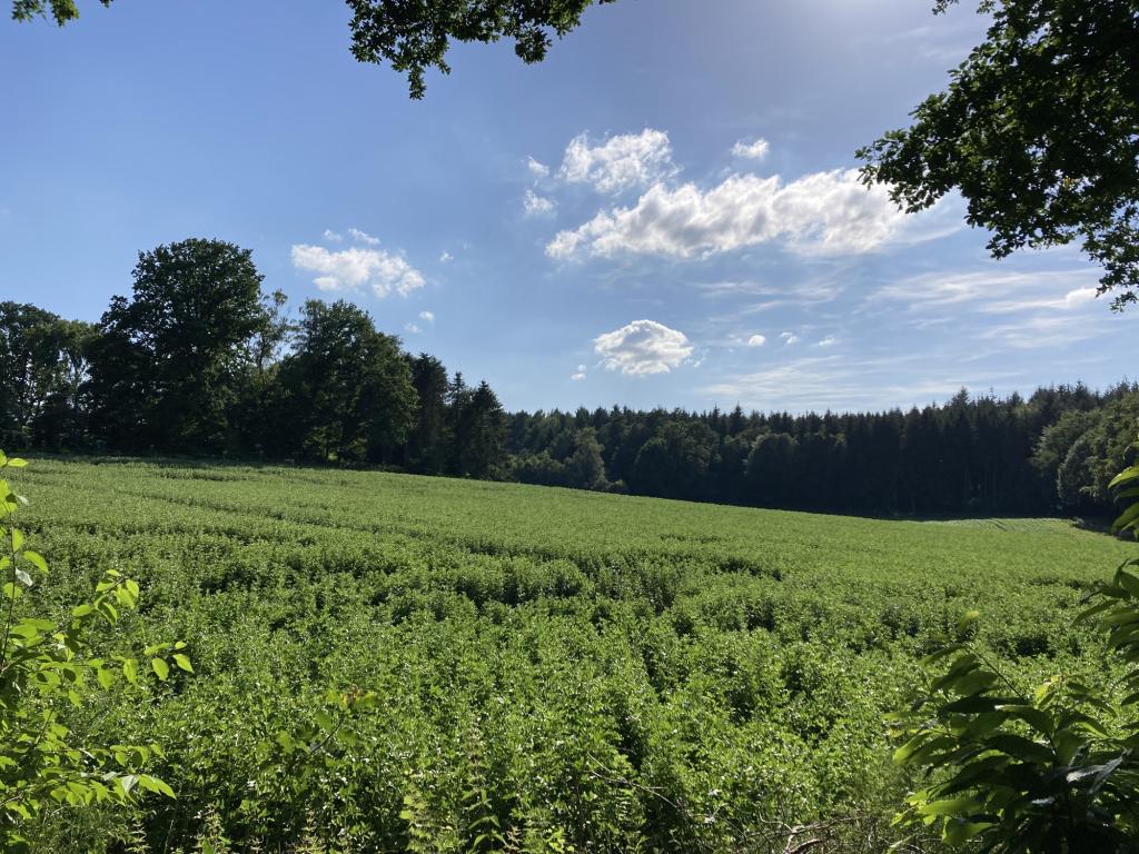 Wiesen und Felder als angrenzende Nachbarn