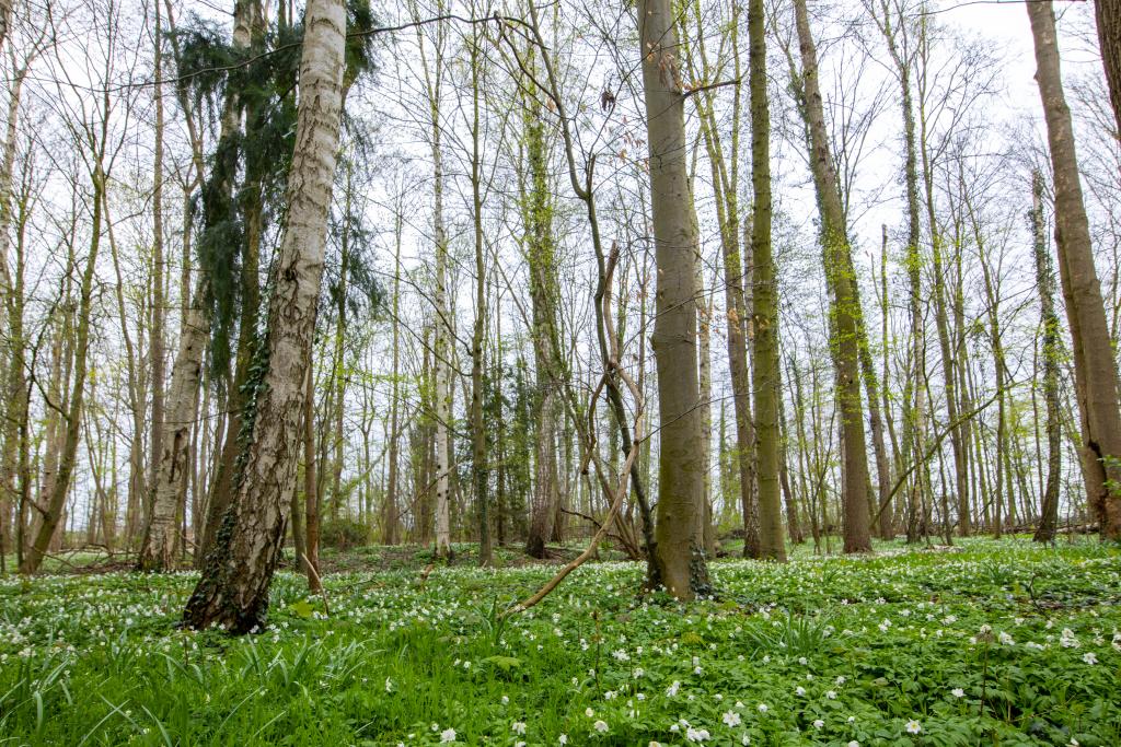 Wald/ ehemaliger Park