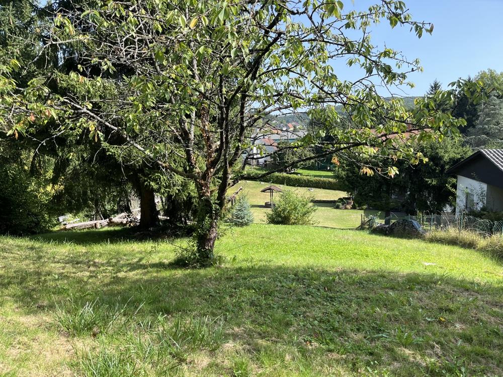 Blick in den Garten 