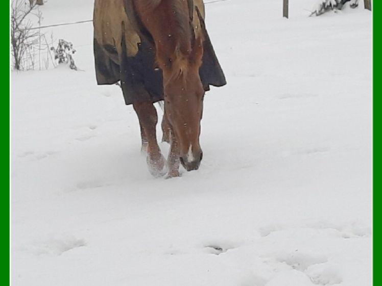 Immobilie in Bad Belzig - *** Bauernhaus und ca. 3 Hektar Land in Randlage *** - Bild 0