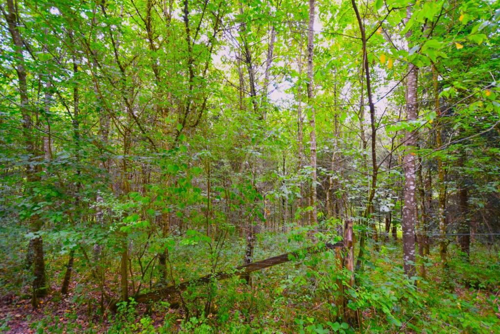 Wald III