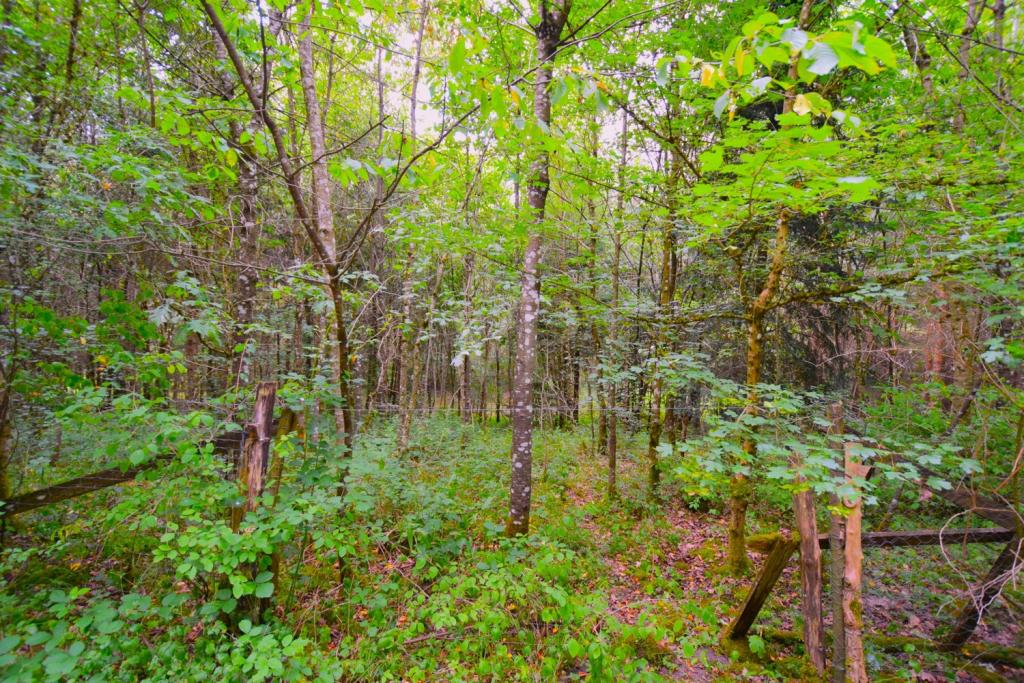 Wald II