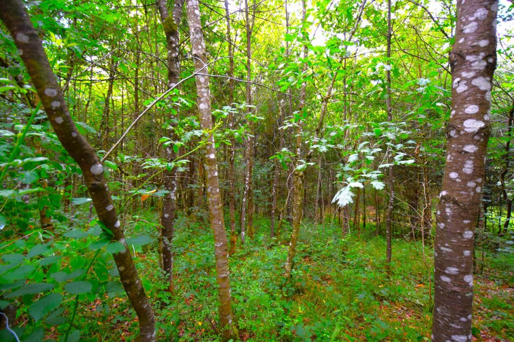 Wald I