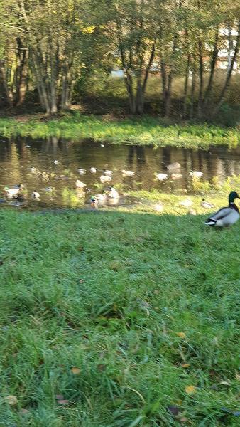 Ententeich - Natur pur