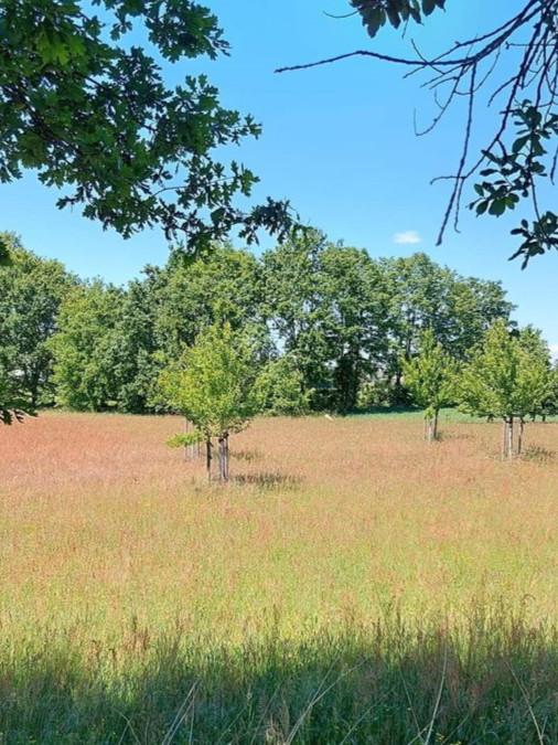 unverbauter Blick auf die Streuobstwiese
