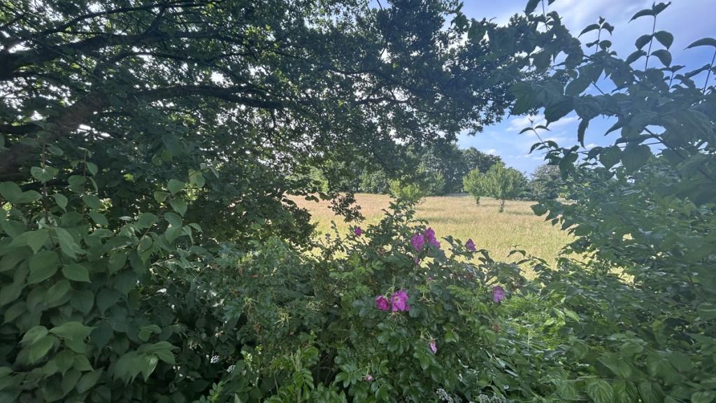 unverbauter Blick auf die Streuobstwiese