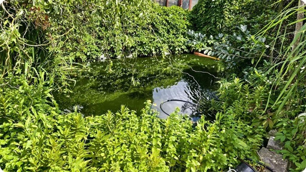 Gartenteich mit Kois