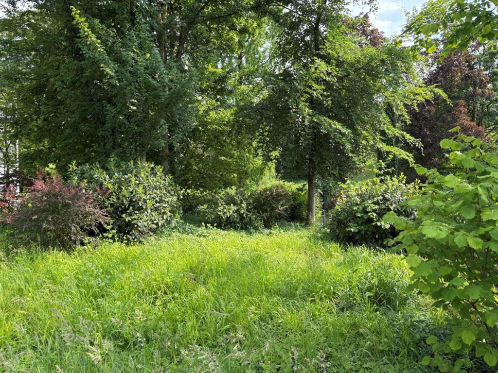 Viel Grün im Sommer