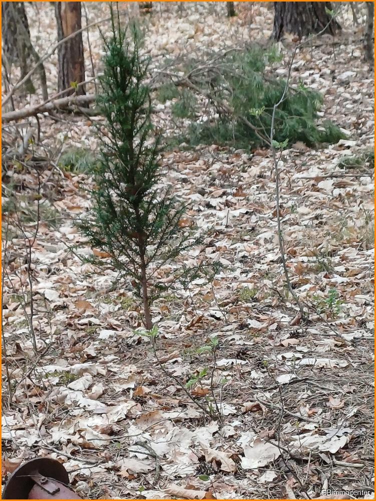 kl Baum