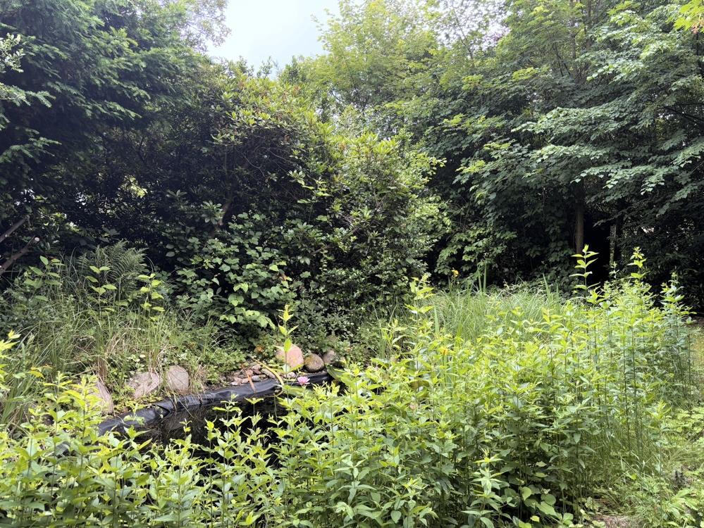 Kleiner Teich