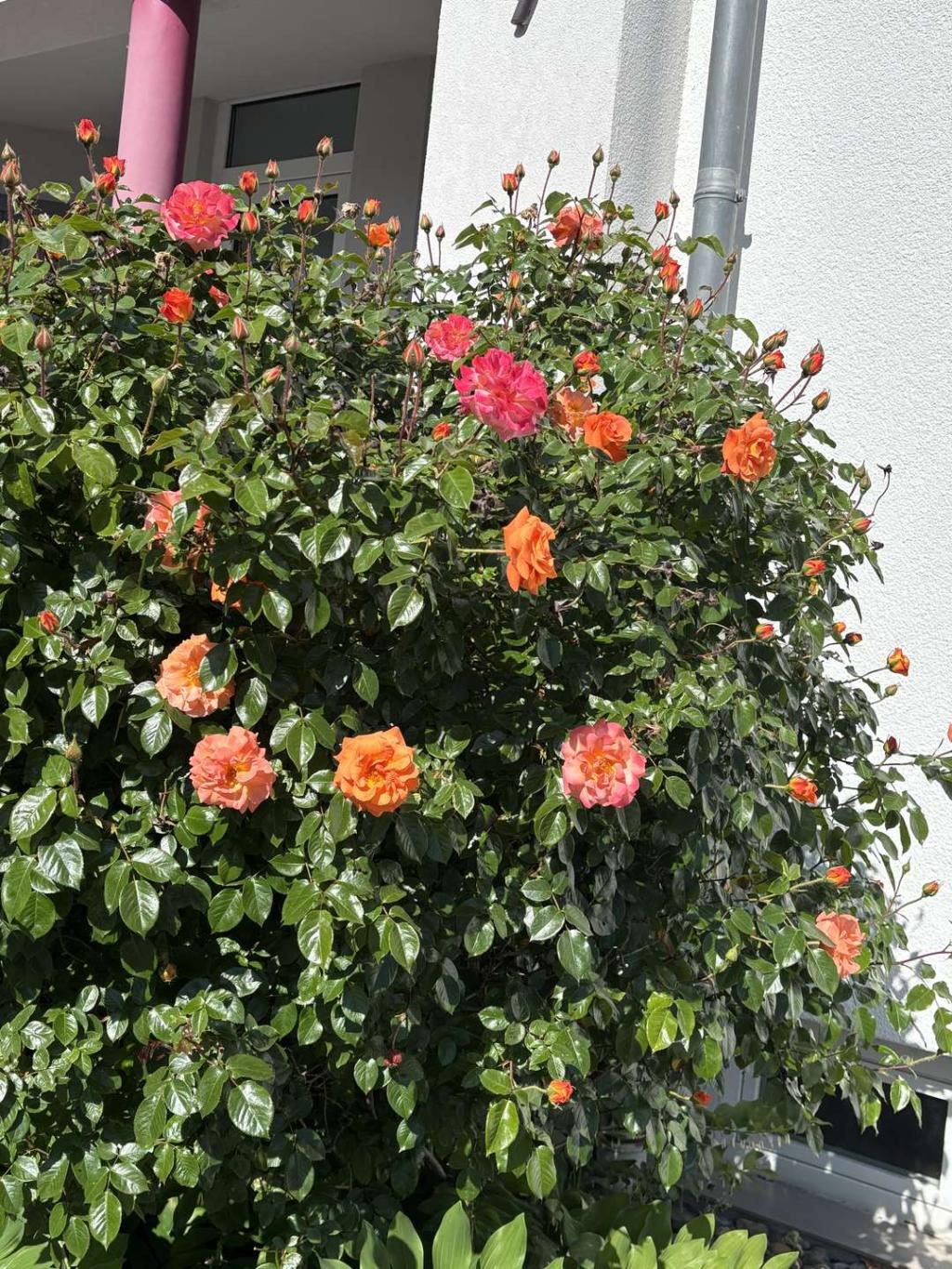 3671652-bTX5zgNM5rVkWC8JxZ79Z7e1-IMG_2028.jpeg