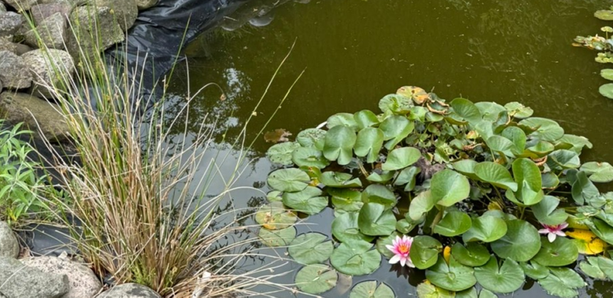 wünderschöne Seerosen im Gartenteich