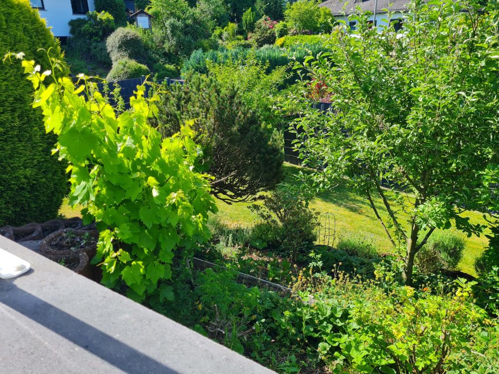 Blick in den Garten